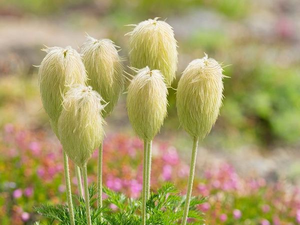 WA-Mount Rainier National Park-Pasqueflower seed head (Anemone occidentalis)